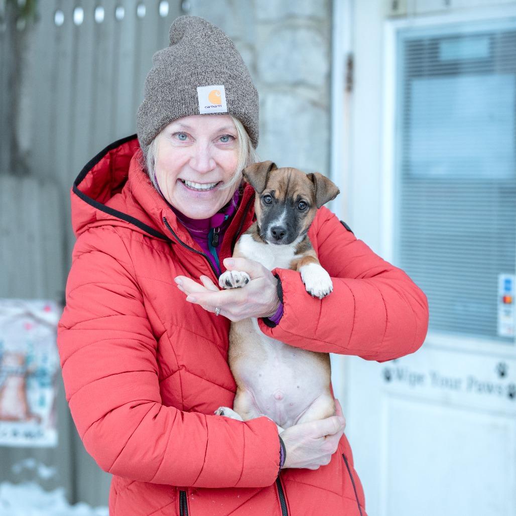 Clark, Adoptable, Puppy Male Jack Russell Terrier.