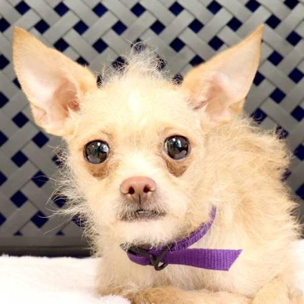 Miss Carpet, Adoptable, Young Female Terrier & Chihuahua.