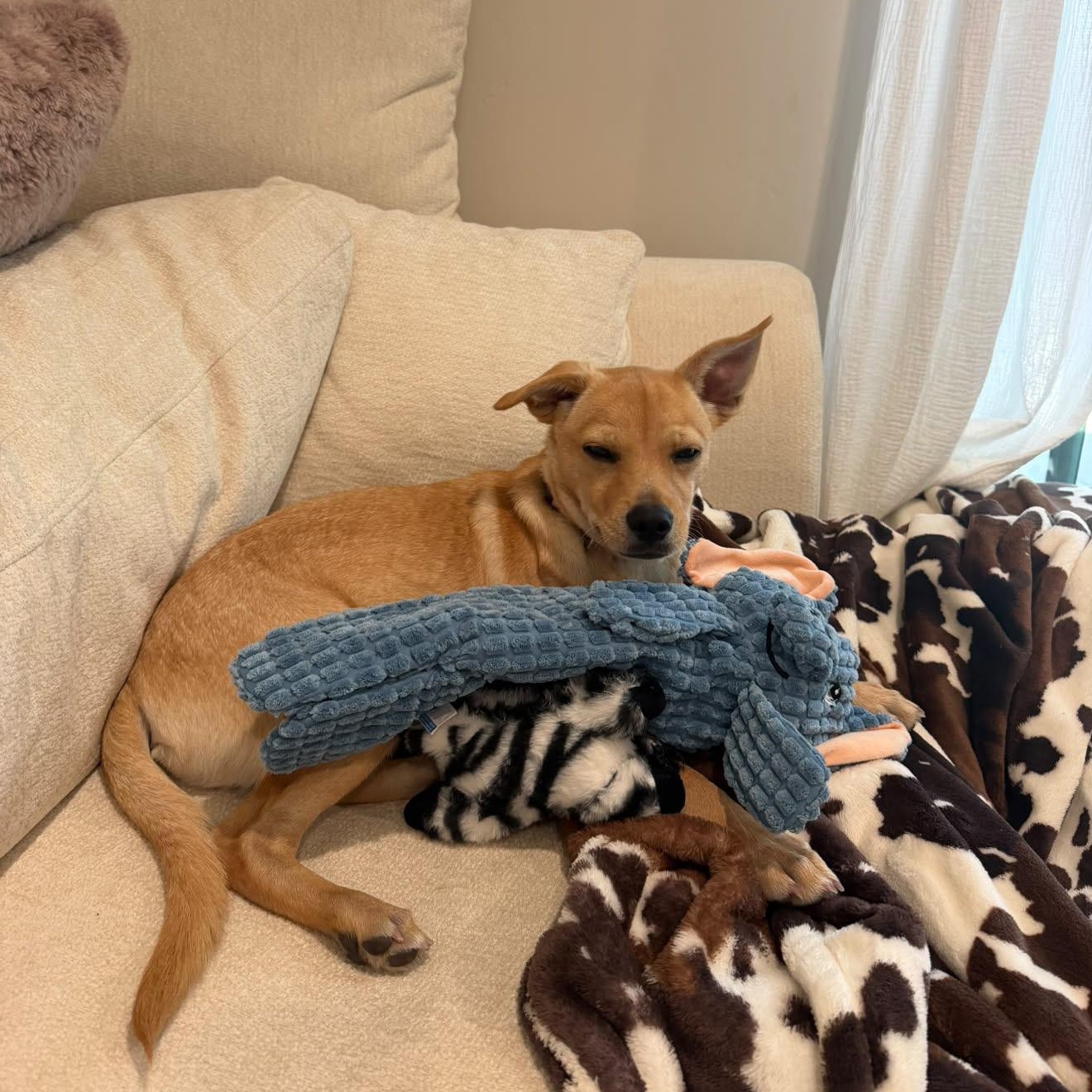 Enlarge Naan, a Adoptable mixed breed in San Diego, CA image 4/5