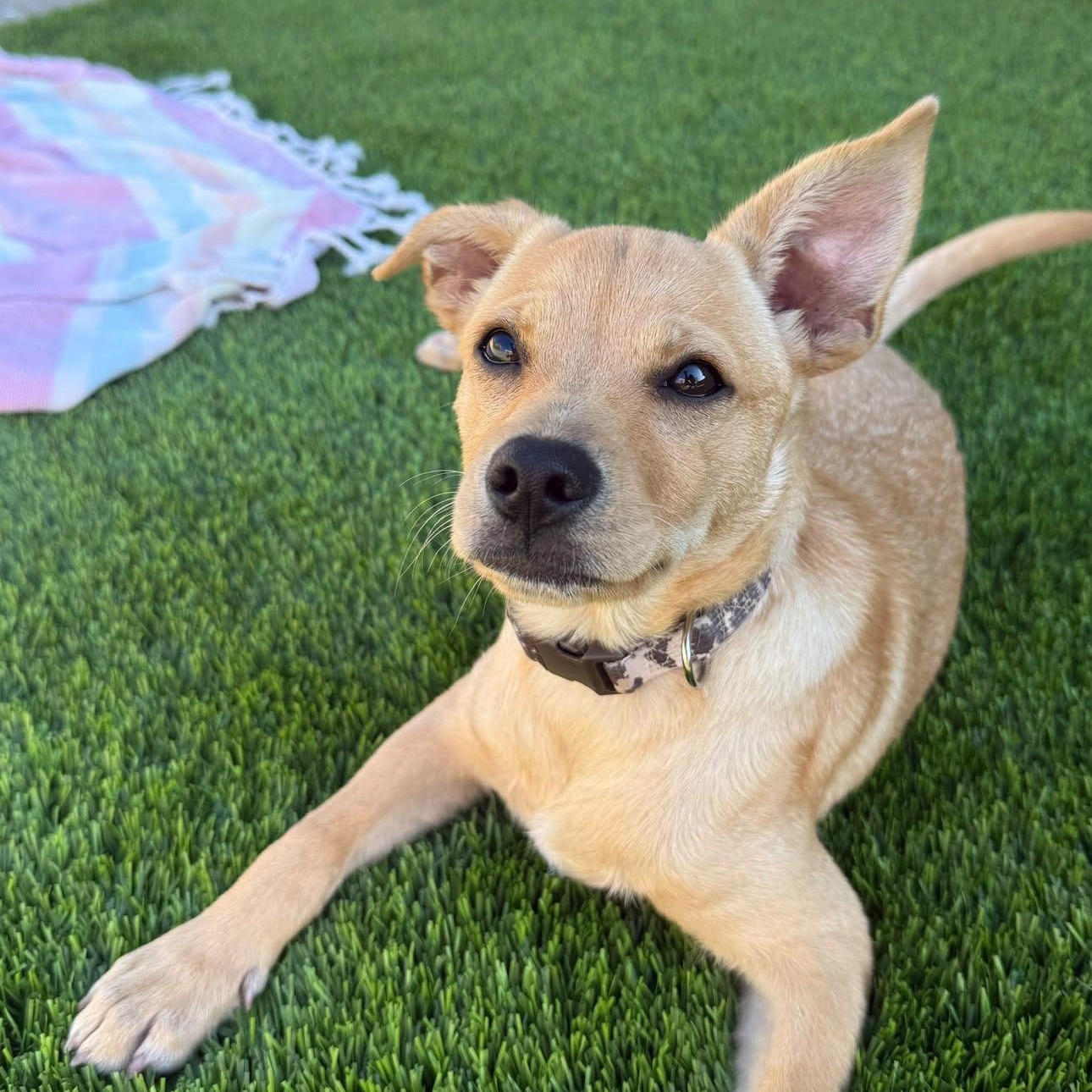 Enlarge Naan, a Adoptable mixed breed in San Diego, CA image 1/5