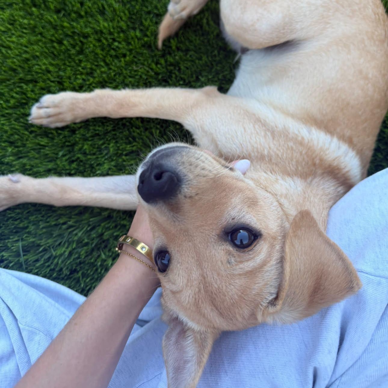 Enlarge Naan, a Adoptable mixed breed in San Diego, CA image 3/5