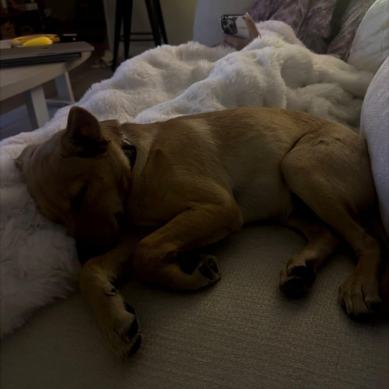 Enlarge Naan, a Adoptable mixed breed in San Diego, CA image 5/5