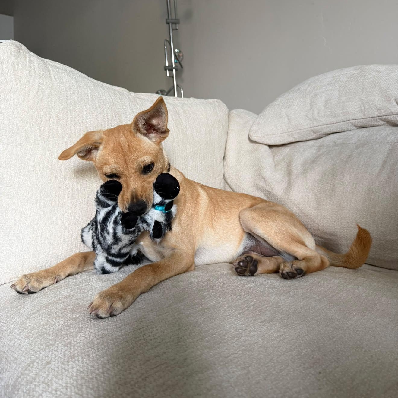 Enlarge Naan, a Adoptable mixed breed in San Diego, CA image 2/5