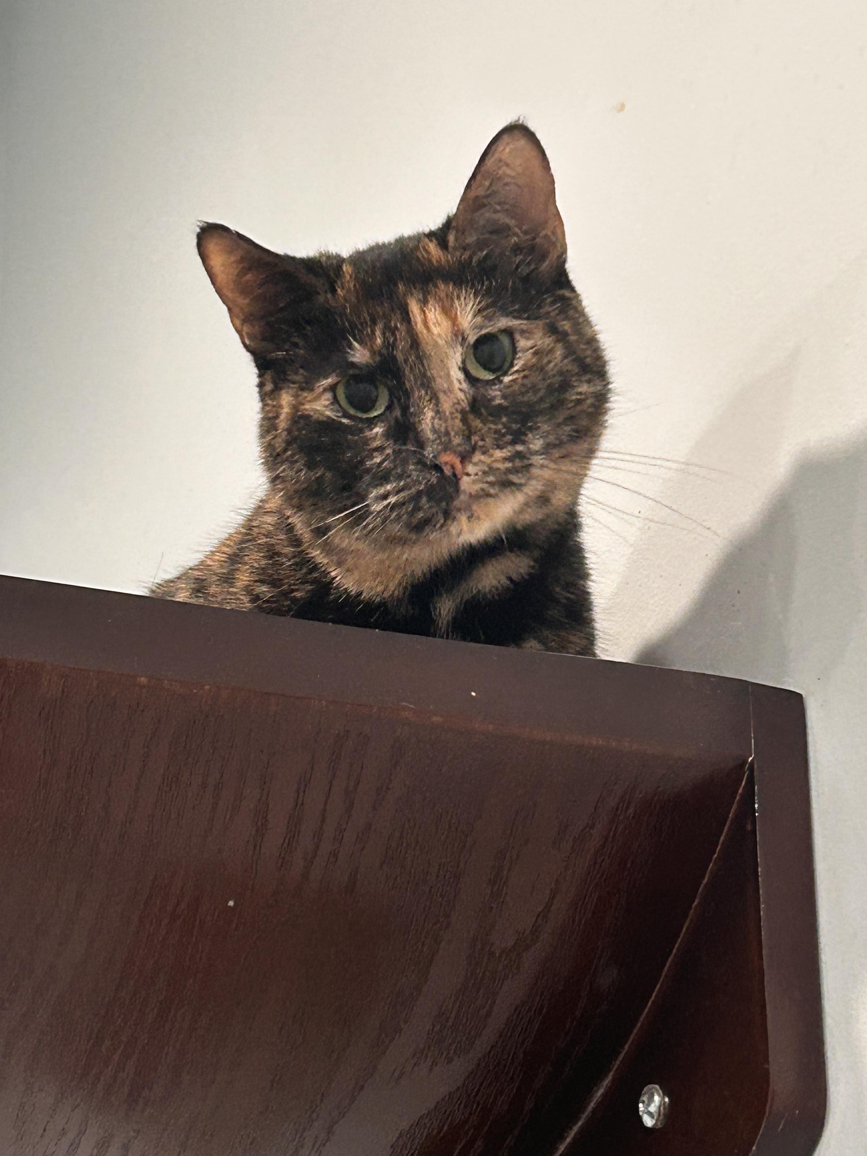 Enlarge Momma Cat, a Adoptable mixed breed in St Petersburg, FL image 1/5