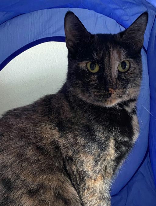 Enlarge Momma Cat, a Adoptable mixed breed in St Petersburg, FL image 2/5