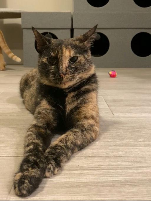 Enlarge Momma Cat, a Adoptable mixed breed in St Petersburg, FL image 3/5