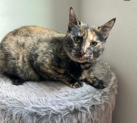 Enlarge Momma Cat, a Adoptable mixed breed in St Petersburg, FL image 4/5