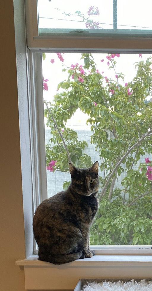 Enlarge Momma Cat, a Adoptable mixed breed in St Petersburg, FL image 5/5