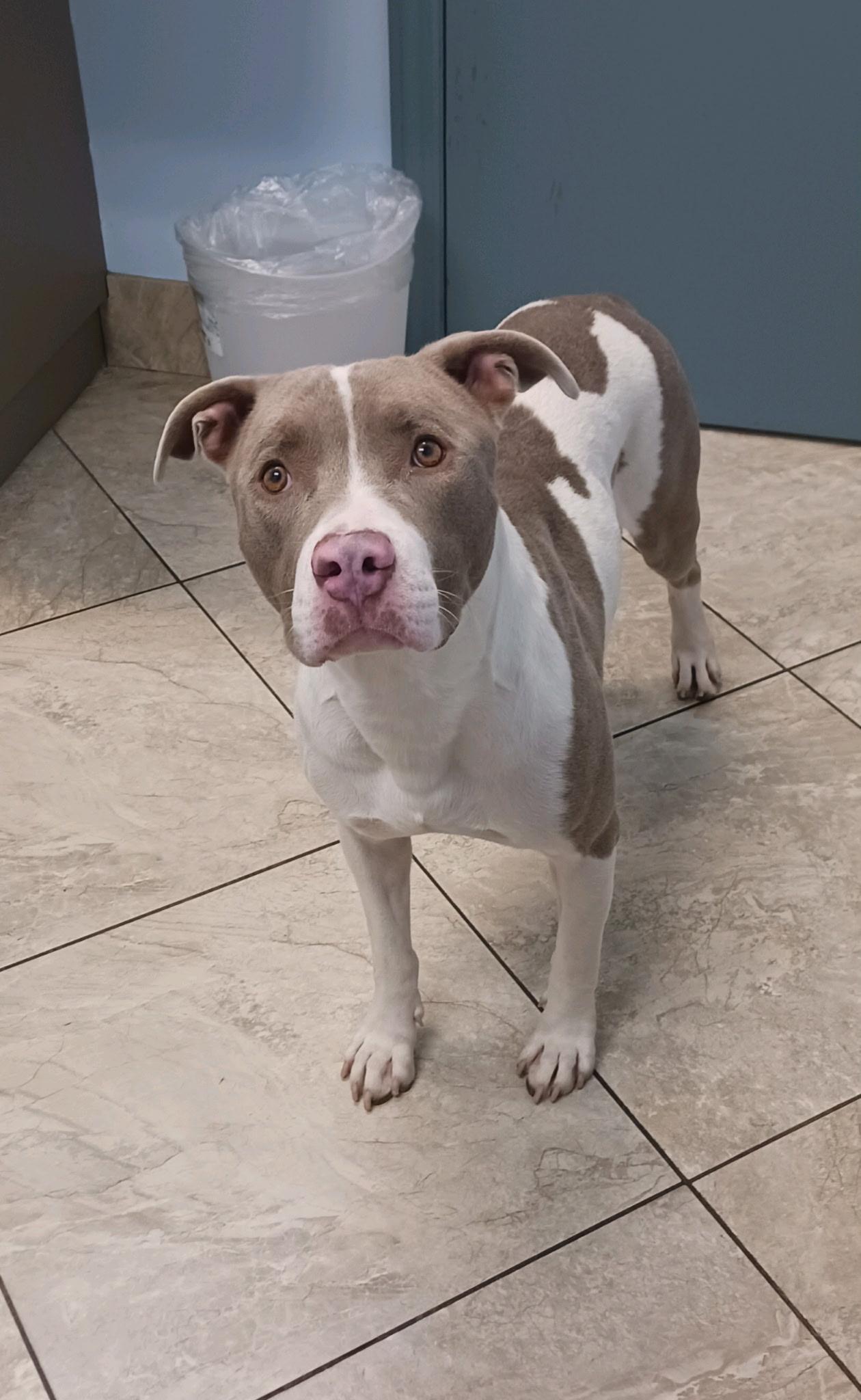 Enlarge Flash, a Adoptable mixed breed in Coconut Creek, FL image 1/4