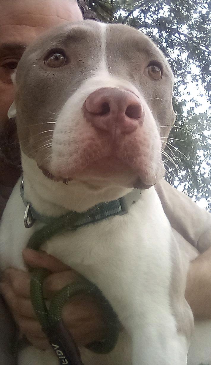 Enlarge Flash, a Adoptable mixed breed in Coconut Creek, FL image 3/4