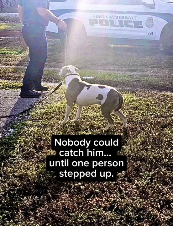 Enlarge Flash, a Adoptable mixed breed in Coconut Creek, FL video 4/4