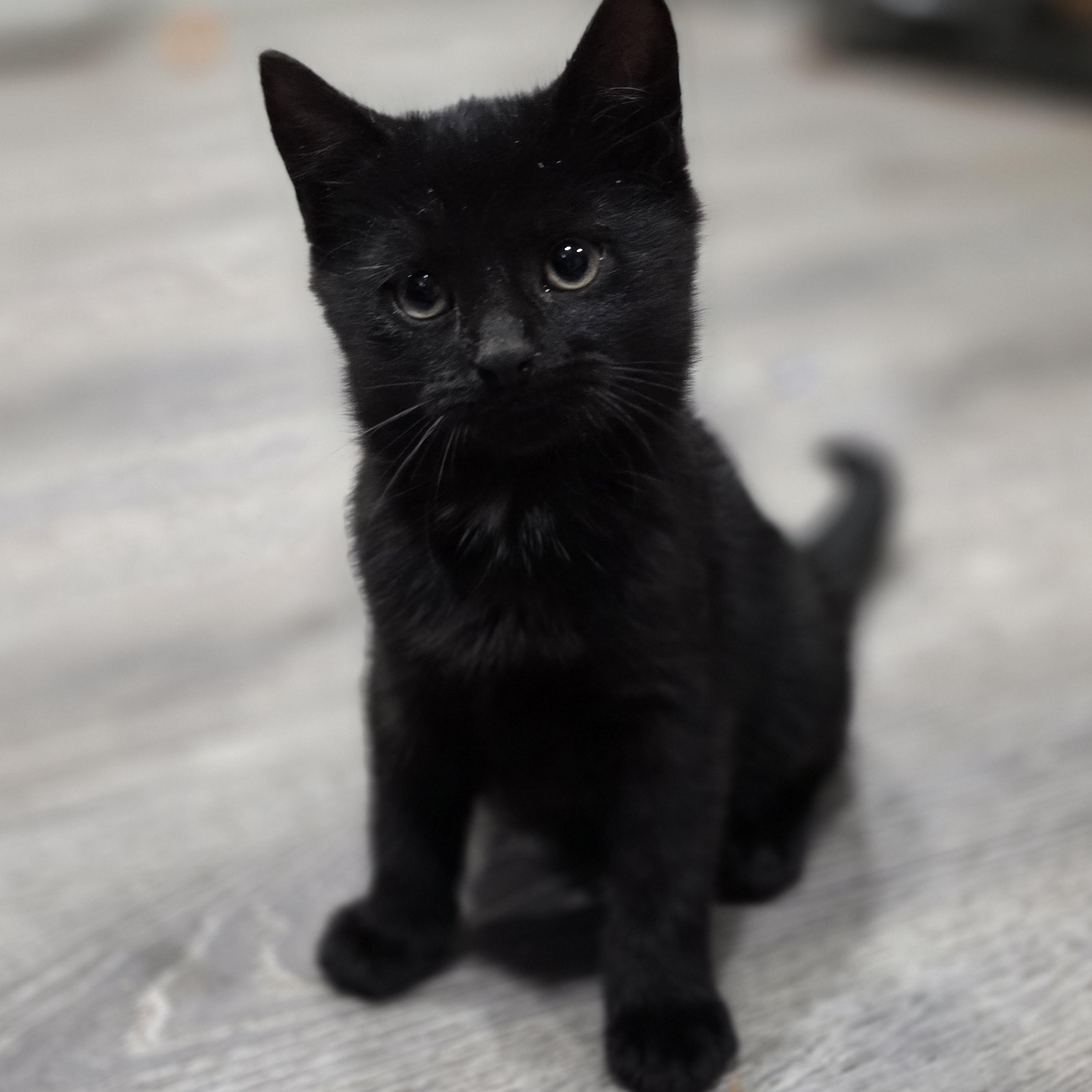 Enlarge Riza, a Adoptable mixed breed in Mastic beach, NY image 3/5