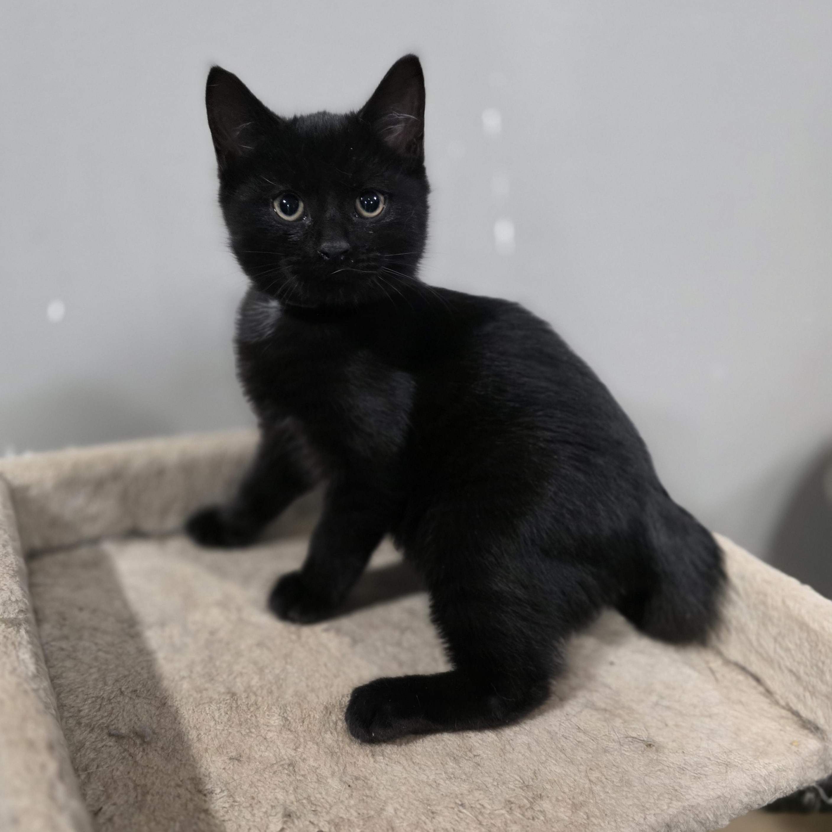 Enlarge Riza, a Adoptable mixed breed in Mastic beach, NY image 2/5