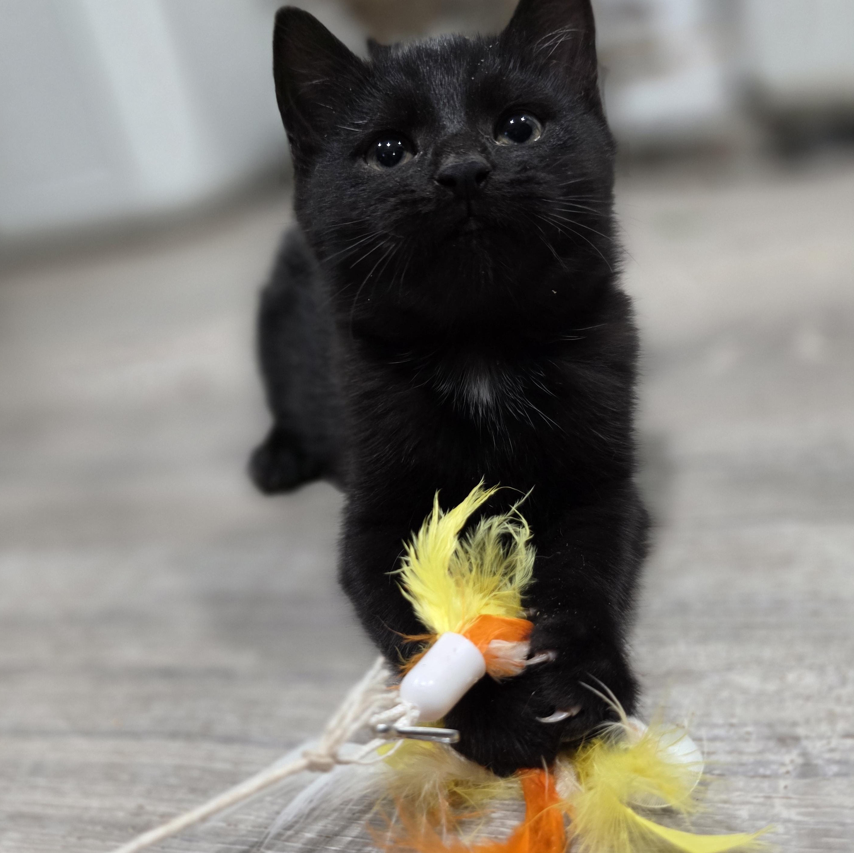 Enlarge Riza, a Adoptable mixed breed in Mastic beach, NY image 4/5