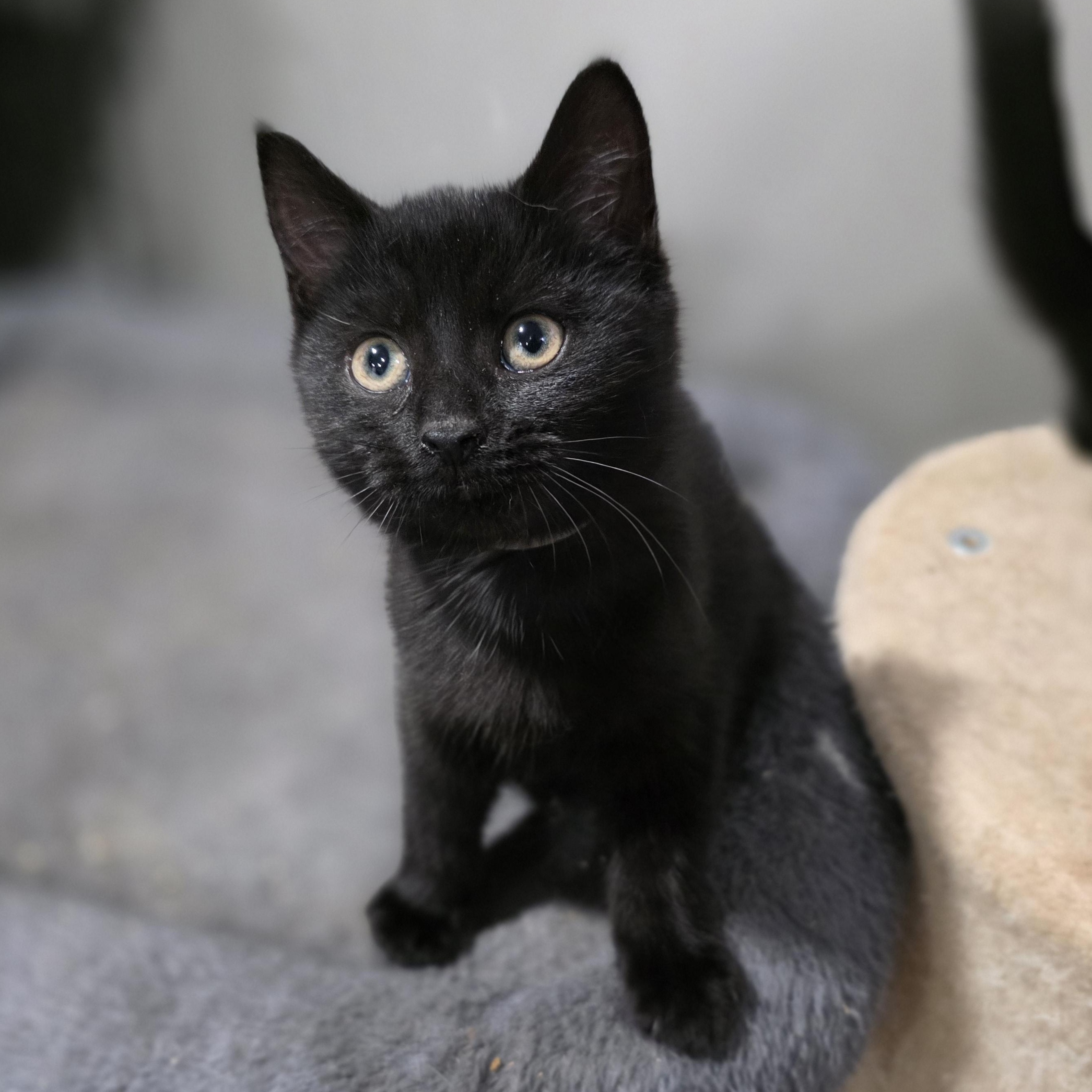 Enlarge Riza, a Adoptable mixed breed in Mastic beach, NY image 5/5