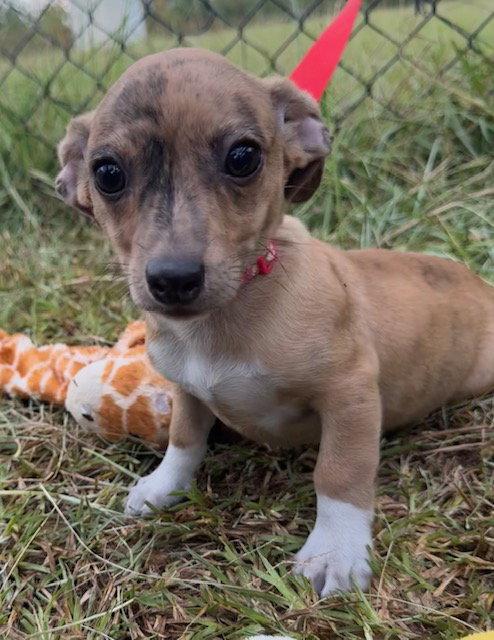 Enlarge T-Bone, a Adoptable Chihuahua in Tarrytown, GA image 1/3