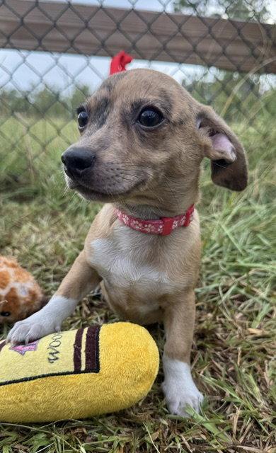 Enlarge T-Bone, a Adoptable Chihuahua in Tarrytown, GA image 2/3