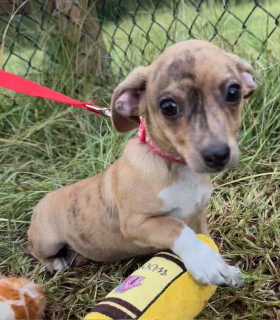 Enlarge T-Bone, a Adoptable Chihuahua in Tarrytown, GA image 3/3