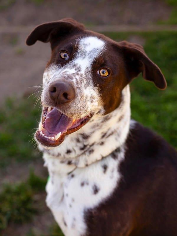 Jake, Adoptable, Adult Male German Shorthaired Pointer.