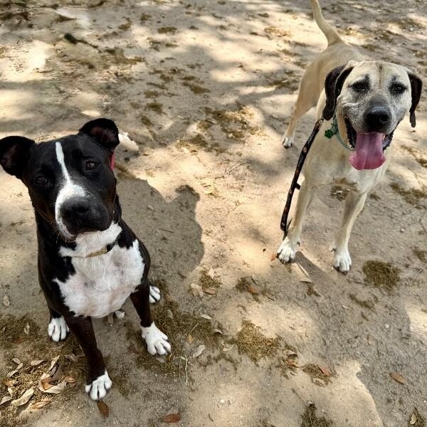 Enlarge Sally Front Porch Breeze, a Adoptable mixed breed in Austin, TX image 4/6