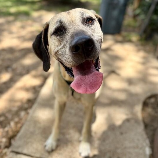 Enlarge Sally Front Porch Breeze, a Adoptable mixed breed in Austin, TX image 1/6