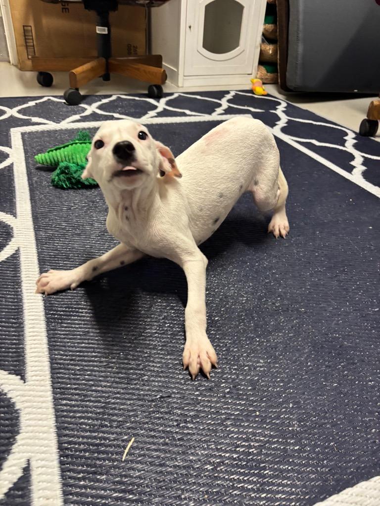 Ember, Adoptable, Puppy Female Mixed Breed.