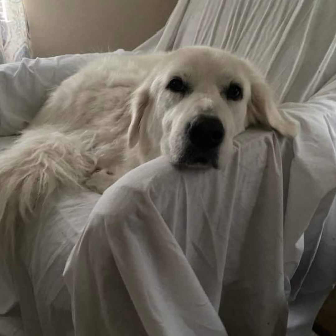 Enlarge Kira, a Adopted Great Pyrenees in Killian, LA image 1/5