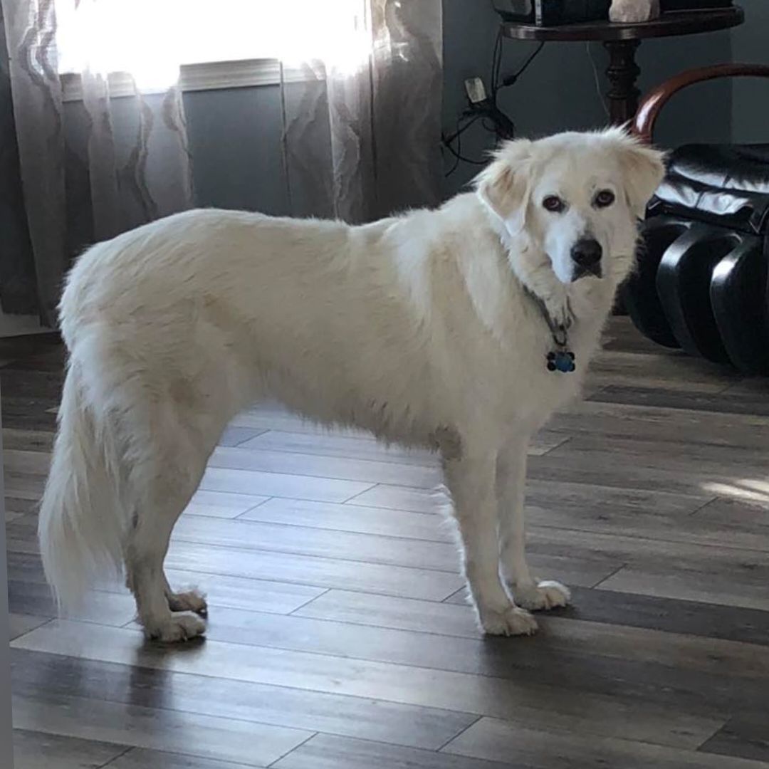 Enlarge Kira, a Adopted Great Pyrenees in Killian, LA image 2/5