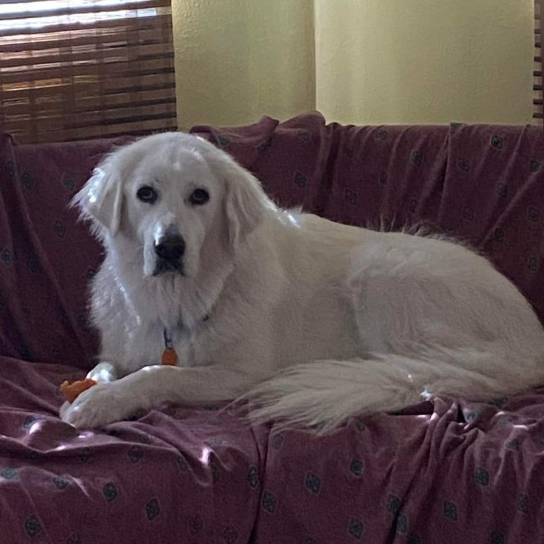 Enlarge Kira, a Adopted Great Pyrenees in Killian, LA image 3/5