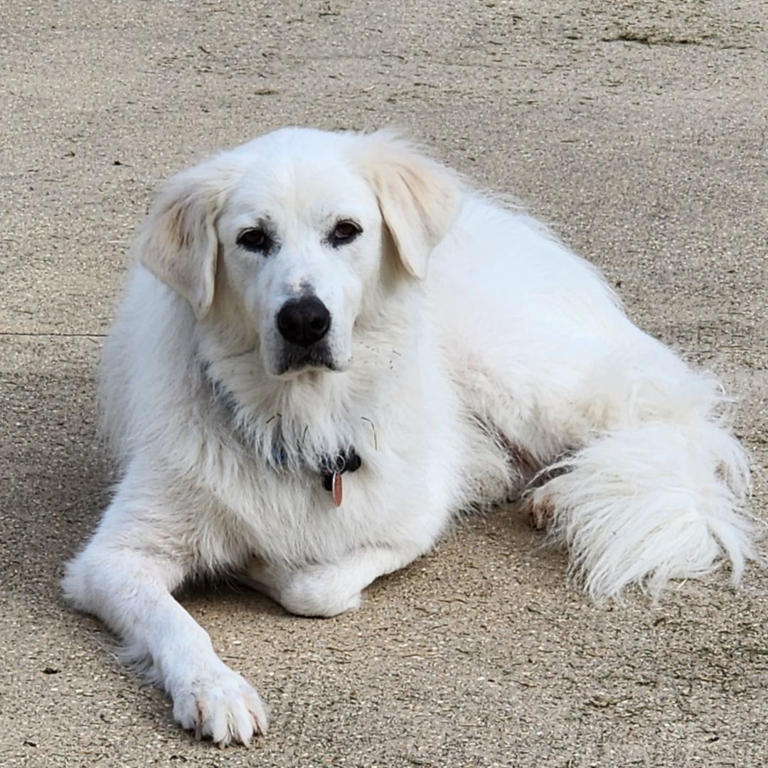 Enlarge Kira, a Adopted Great Pyrenees in Killian, LA image 4/5