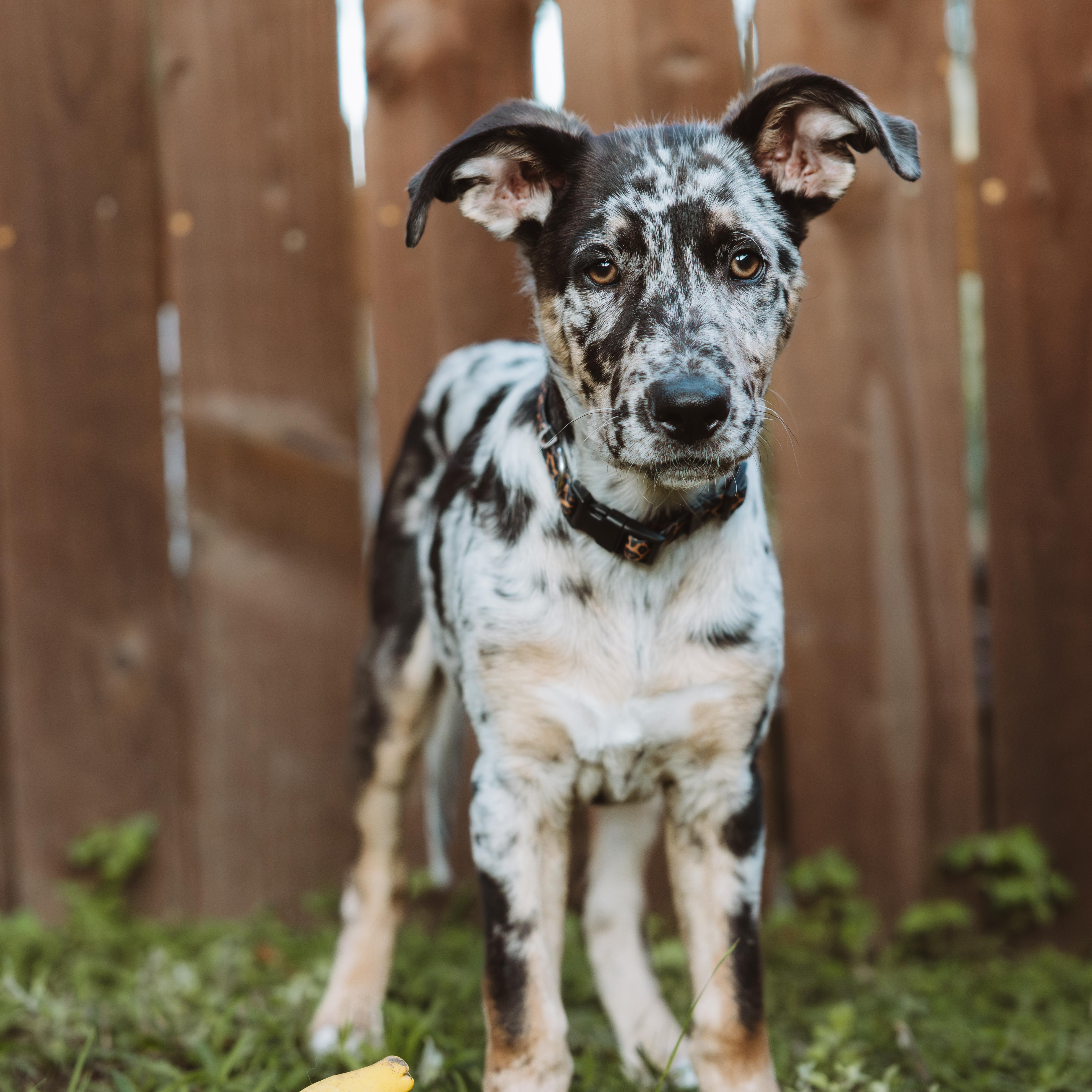 Wally, an adopted mixed breed in North Vancouver, BC image 5/6