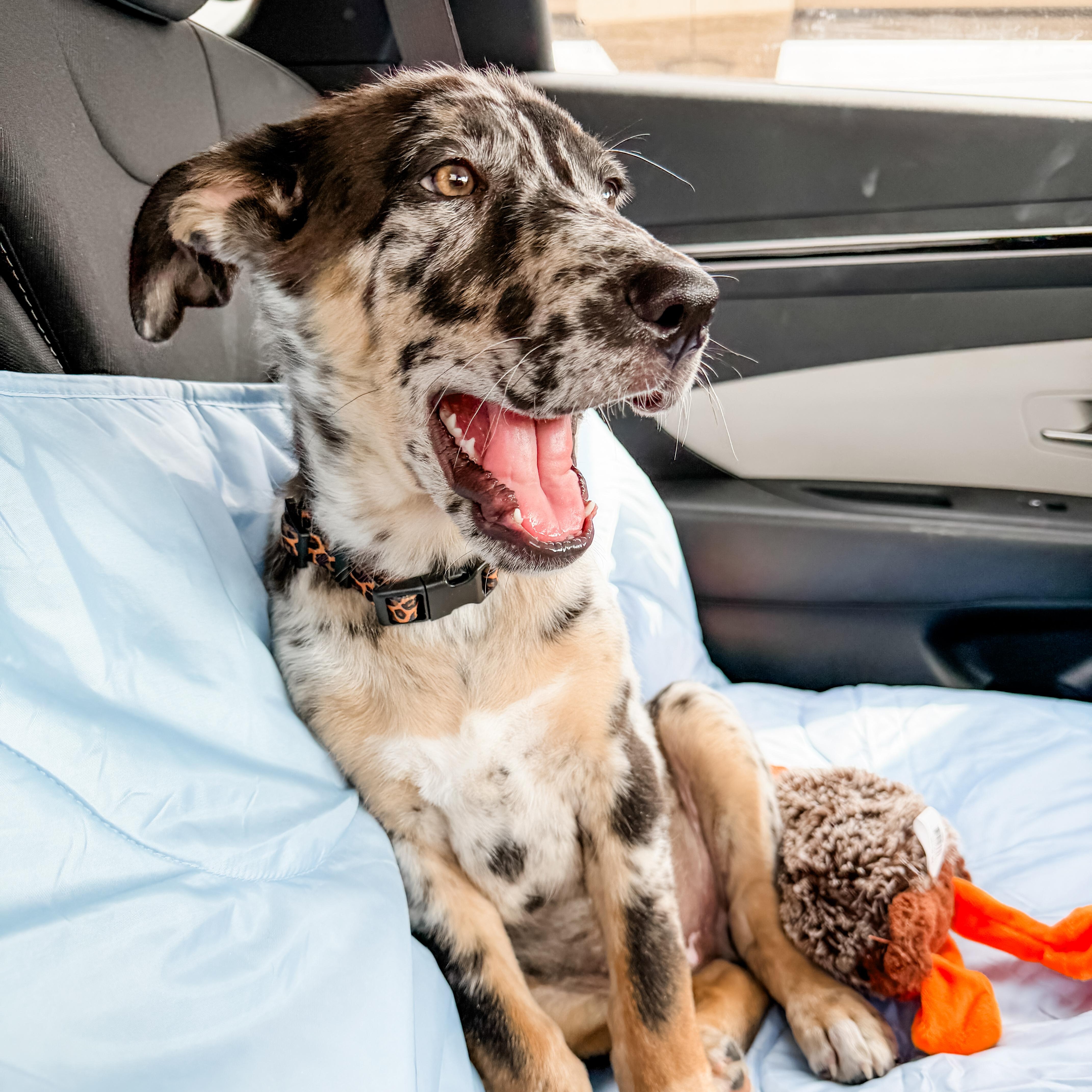Wally, an adopted mixed breed in North Vancouver, BC image 4/6