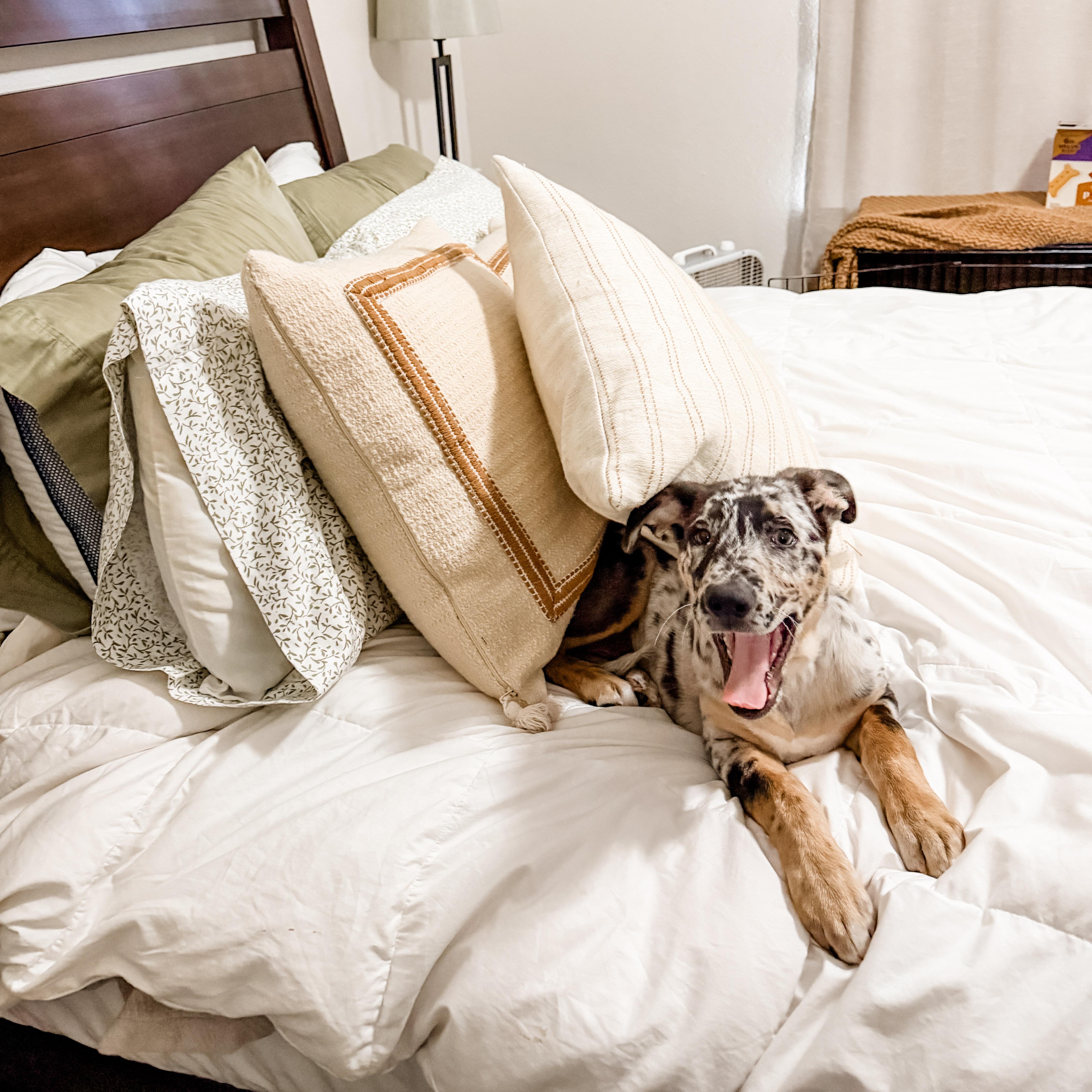 Wally, an adopted mixed breed in North Vancouver, BC image 6/6