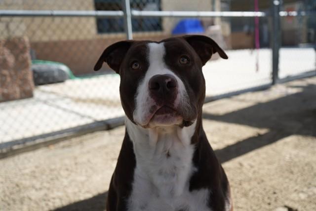JIMMY, Adoptable, Young Male Pit Bull Terrier.