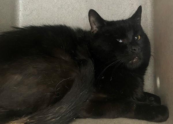 Teal, Adoptable, Young Male Domestic Short Hair.