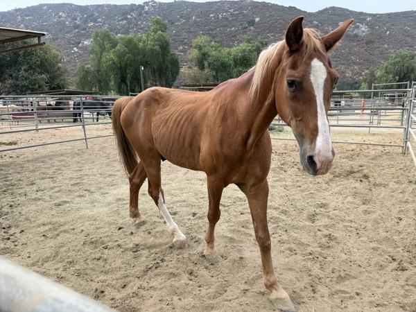 Enlarge Chester, a Adoptable mixed breed in Escondido, CA image 1/1