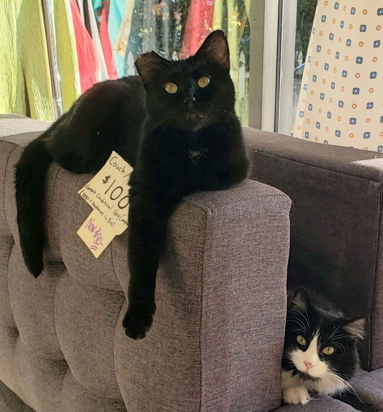 Enlarge Tiramisu & Sundae, a Adoptable Domestic Long Hair in Eugene, OR image 3/6