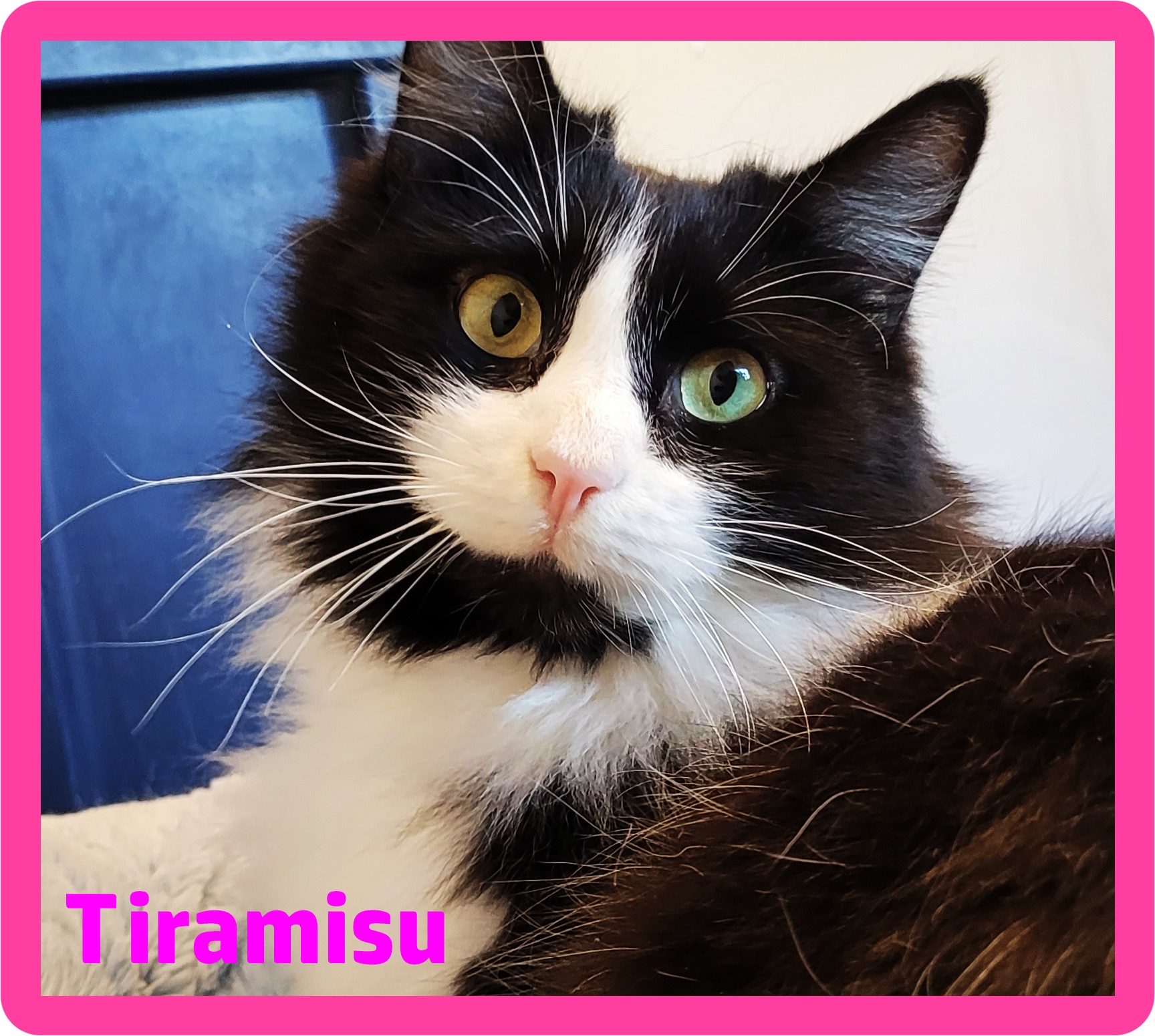Enlarge Tiramisu, a Adoptable Domestic Long Hair in Eugene, OR image 1/4