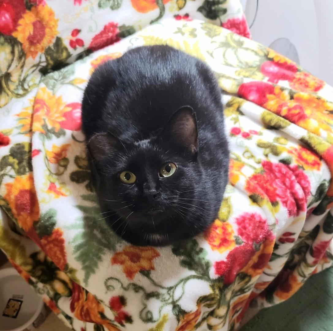 Enlarge Tiramisu & Sundae, a Adoptable Domestic Long Hair in Eugene, OR image 5/6