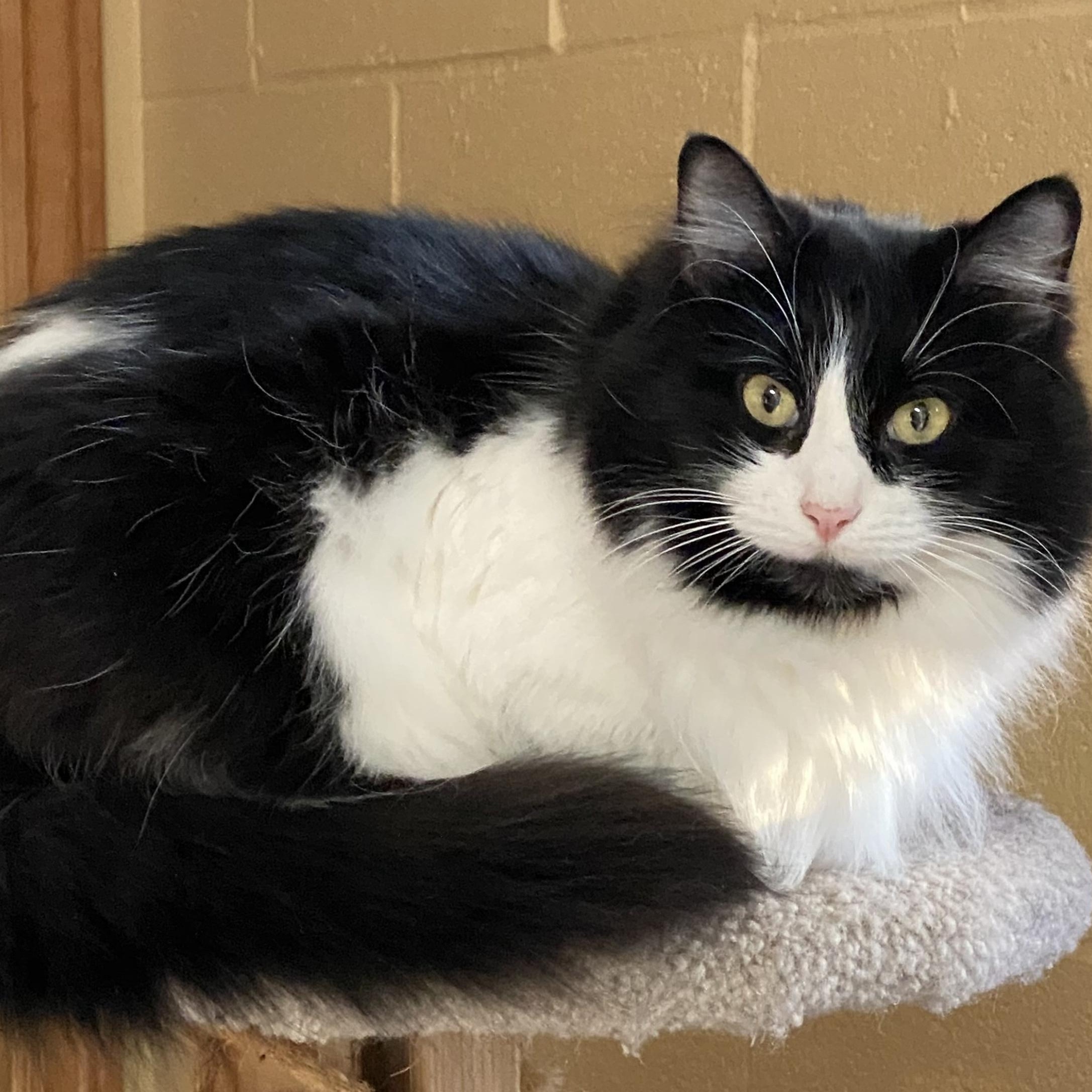 Enlarge Tiramisu, a Adoptable Domestic Long Hair in Eugene, OR image 2/4