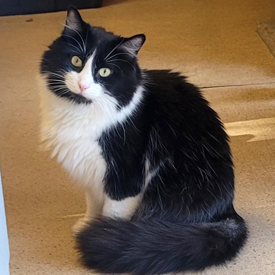 Enlarge Tiramisu, a Adoptable Domestic Long Hair in Eugene, OR image 3/4