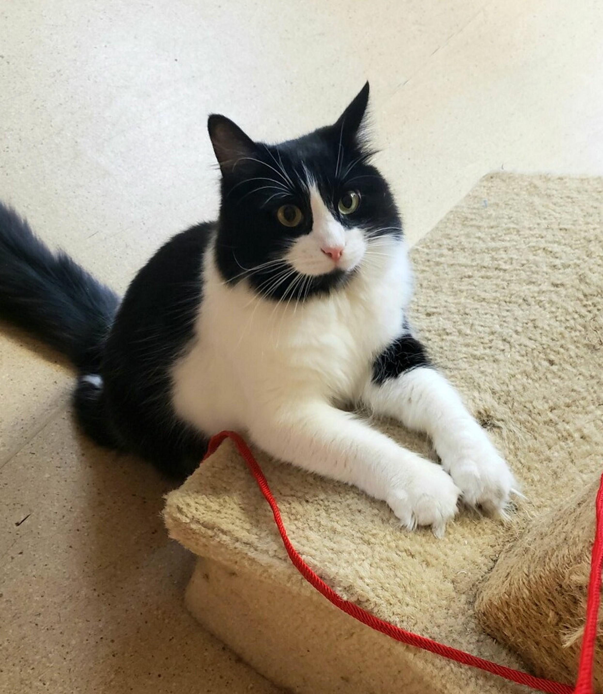 Enlarge Tiramisu, a Adoptable Domestic Long Hair in Eugene, OR image 4/4