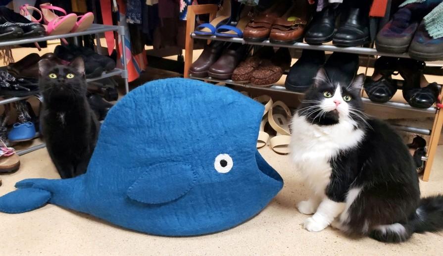 Enlarge Tiramisu & Sundae, a Adoptable Domestic Long Hair in Eugene, OR image 6/6