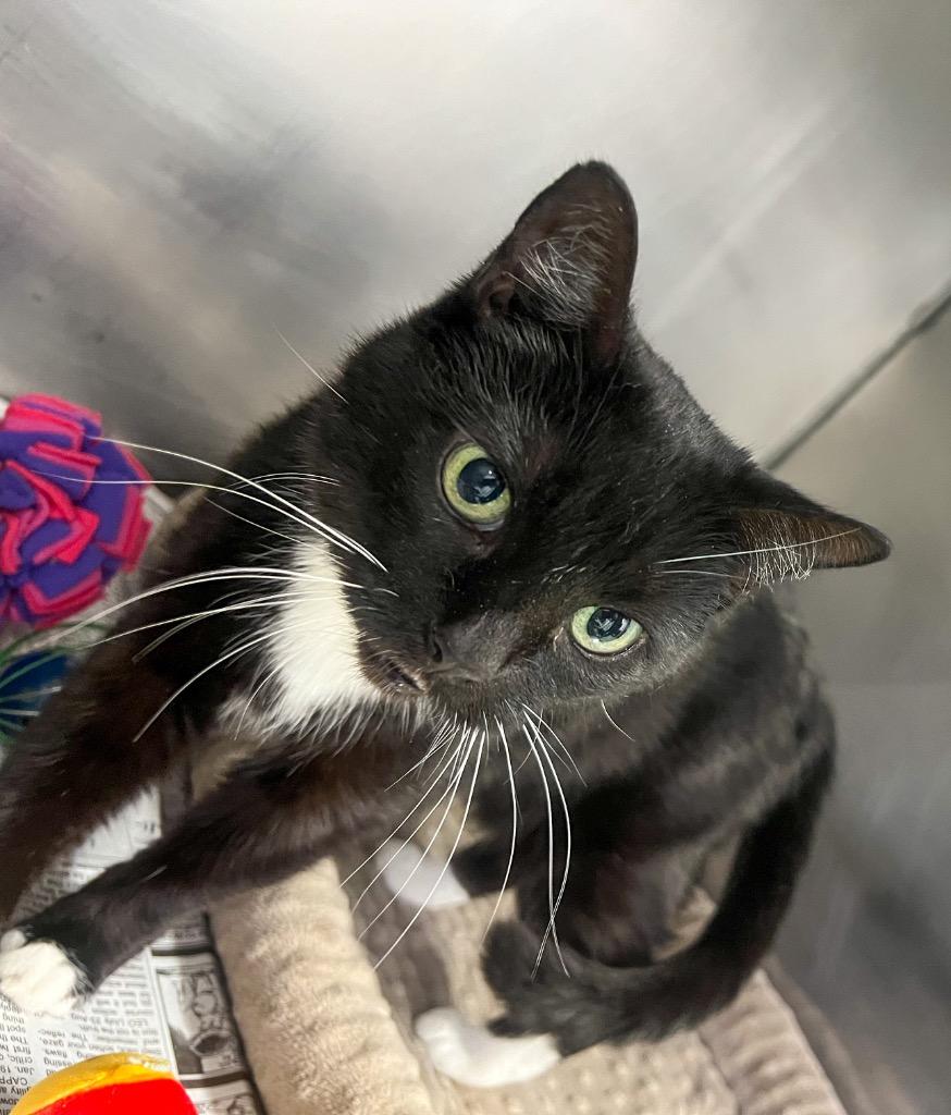 Sissy, Adoptable, Young Female Domestic Short Hair.