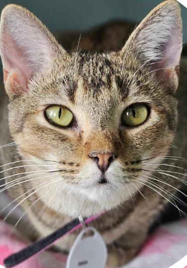 Issa, Adoptable, Young Female Domestic Short Hair.