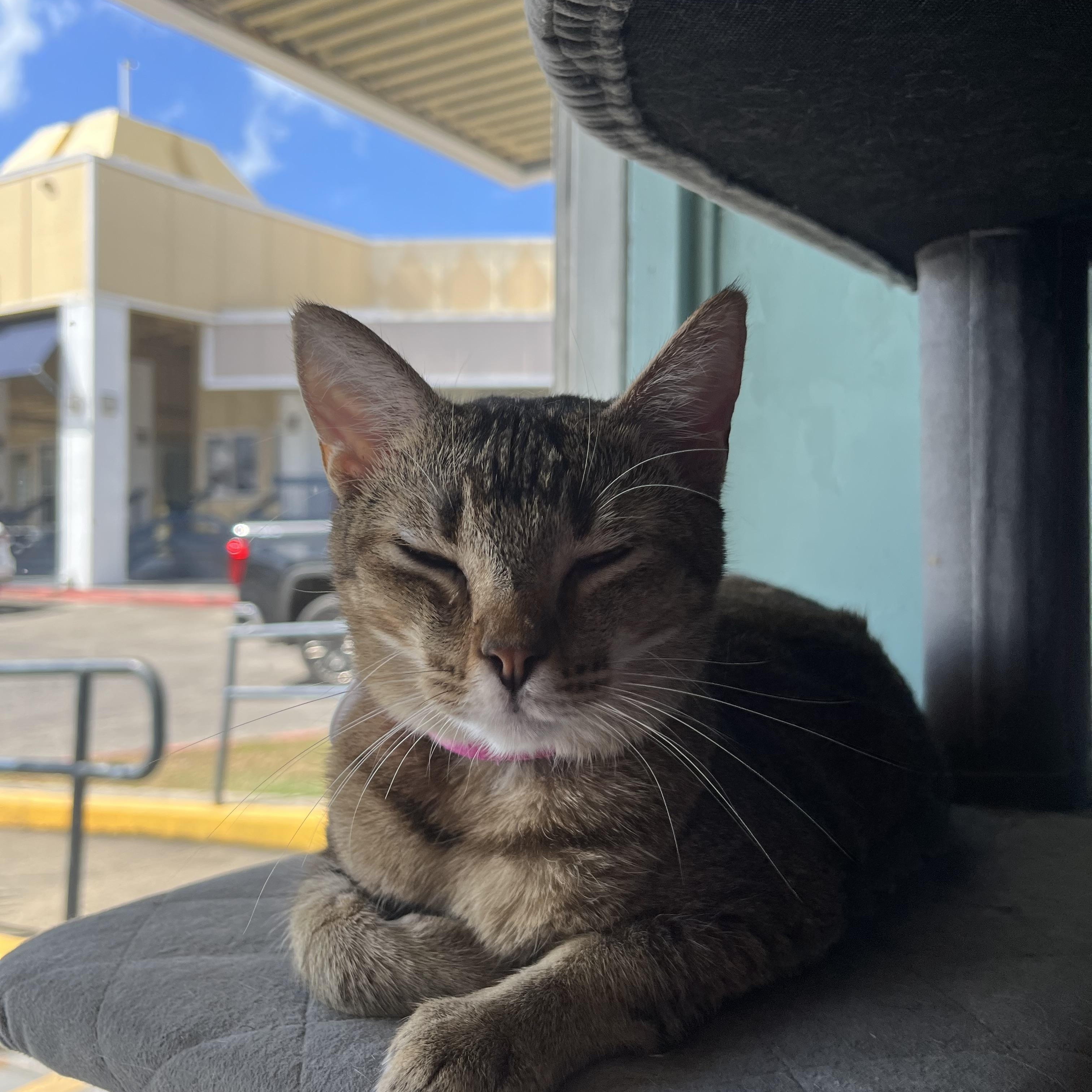 Issa, an adoptable Domestic Short Hair in Aiea, HI, 96701 | Photo Image 3