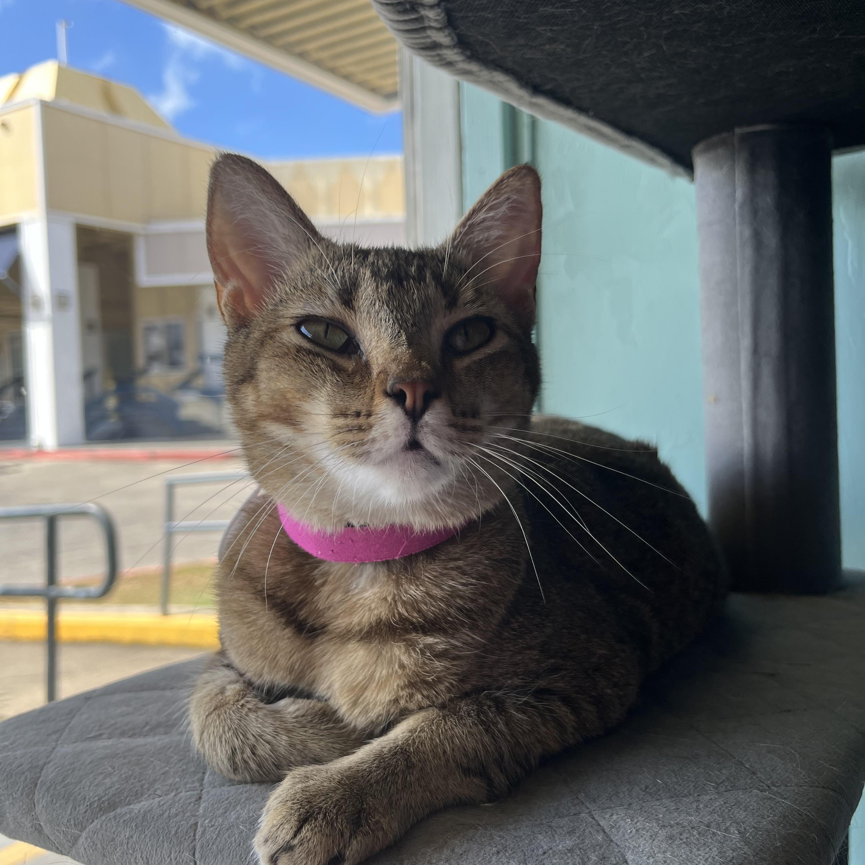 Issa, a Adoptable Domestic Short Hair in Aiea, HI image 4/5