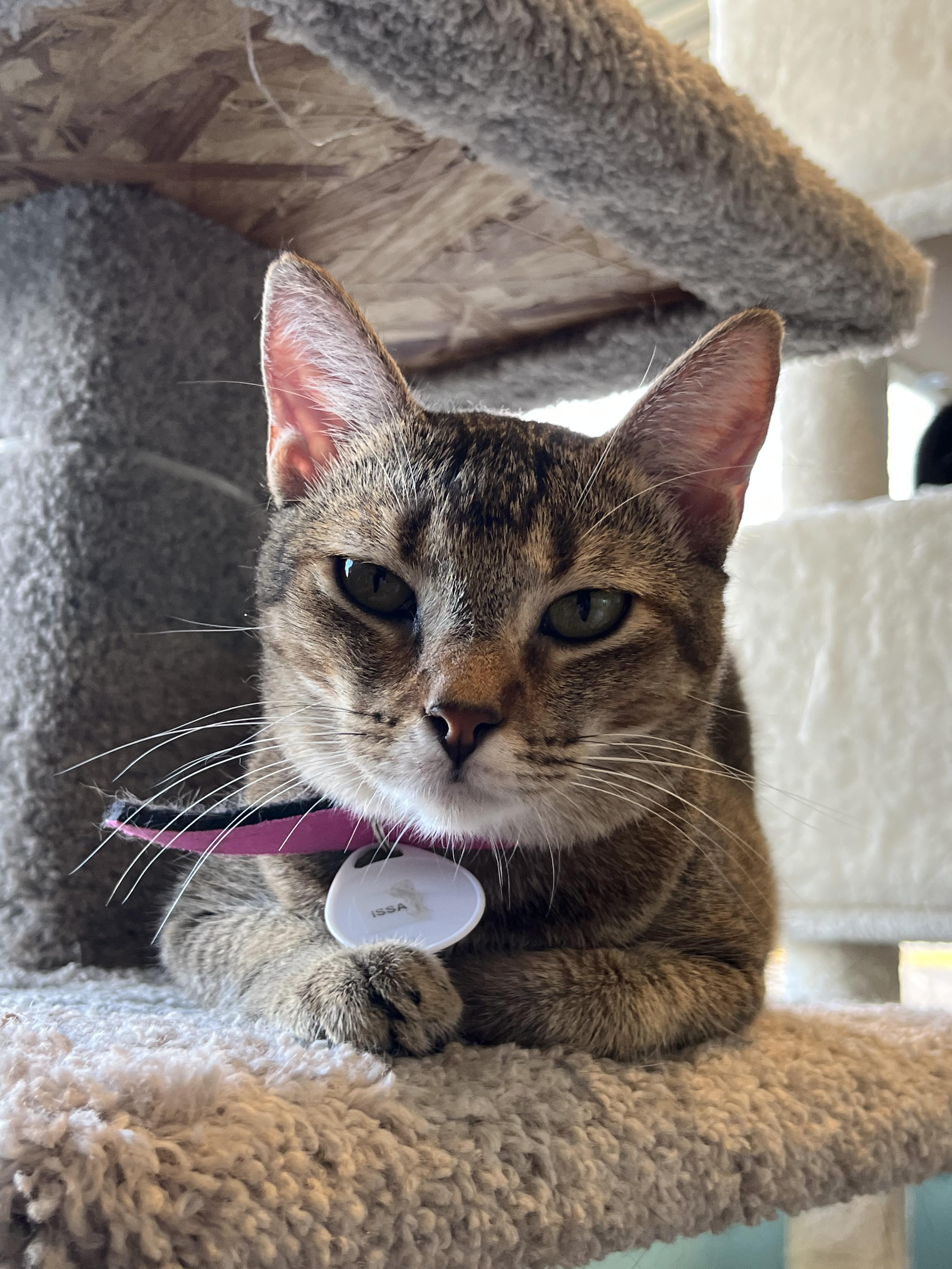 Issa, a Adoptable Domestic Short Hair in Aiea, HI image 2/5
