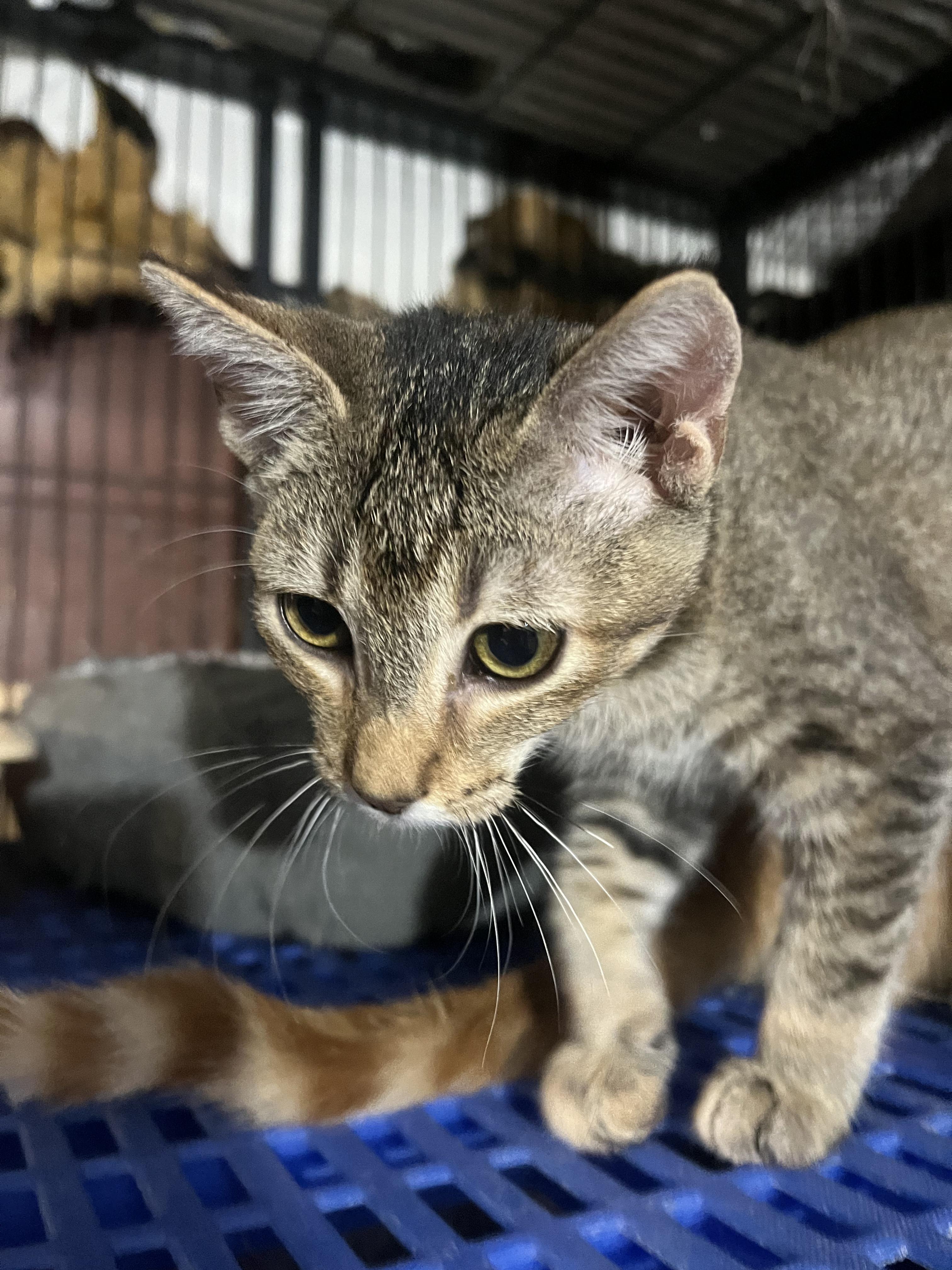 Issa, an adoptable Domestic Short Hair in Aiea, HI, 96701 | Photo Image 5