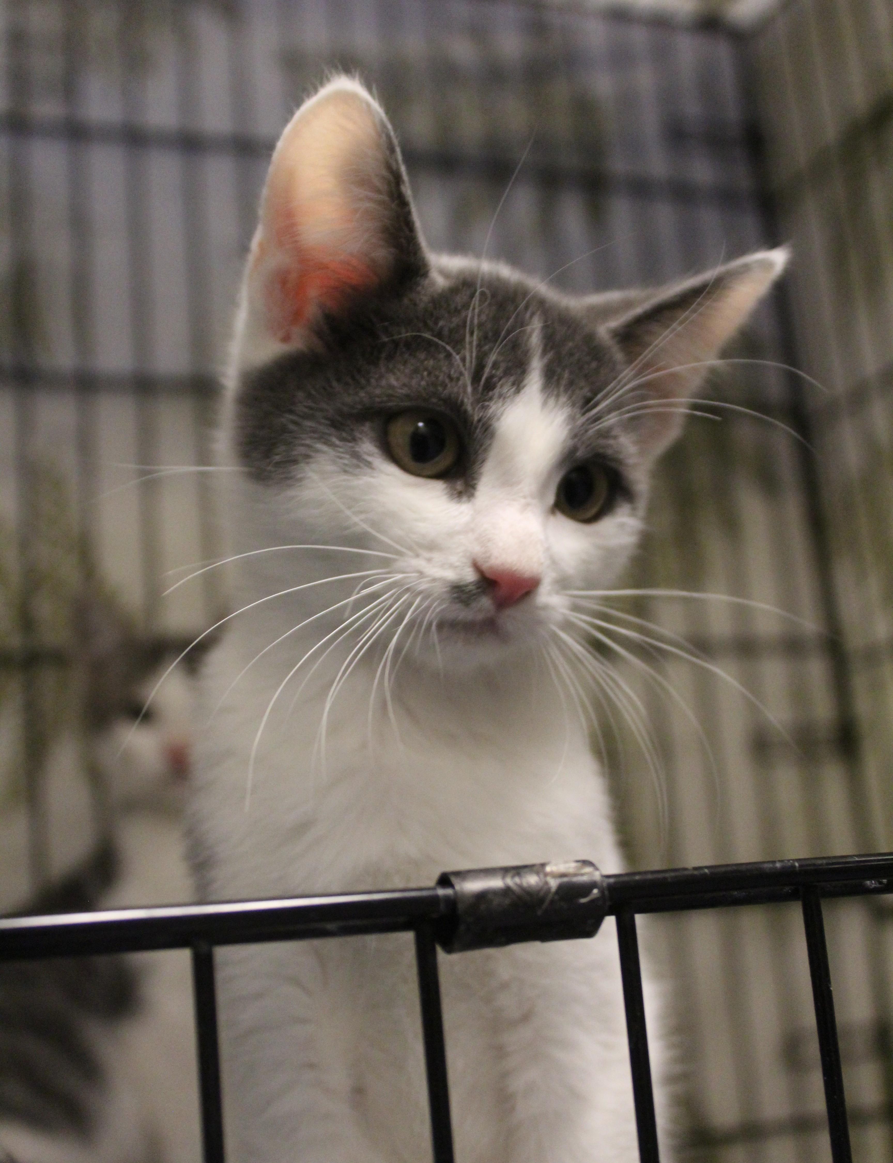 Enlarge Damon, an adopted Domestic Short Hair in Yucca Valley, CA image 2/3